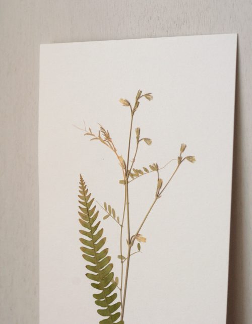 Herbier Fougère & Stellaire • affichette A5