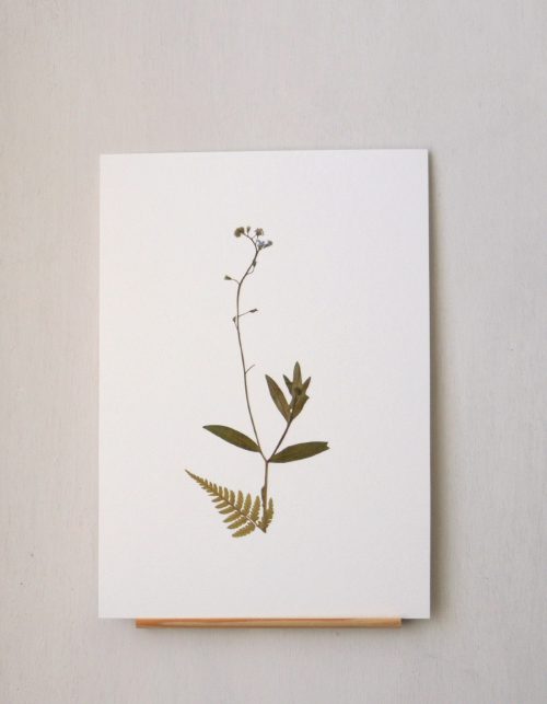 Herbier Myosotis & Fougère • affichette A5