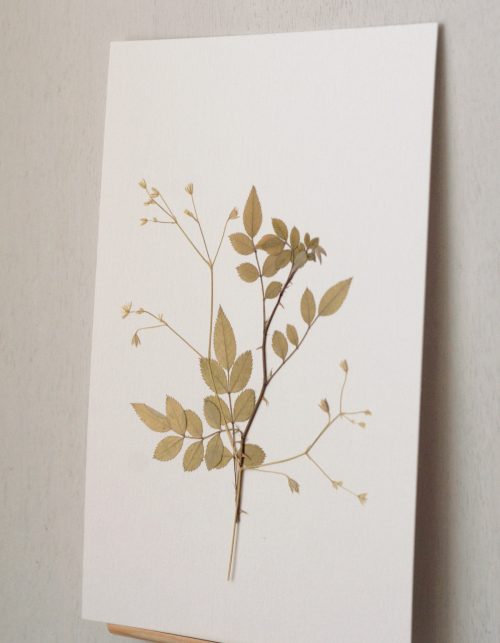 Herbier Rosier sauvage & Stellaire • affichette A5