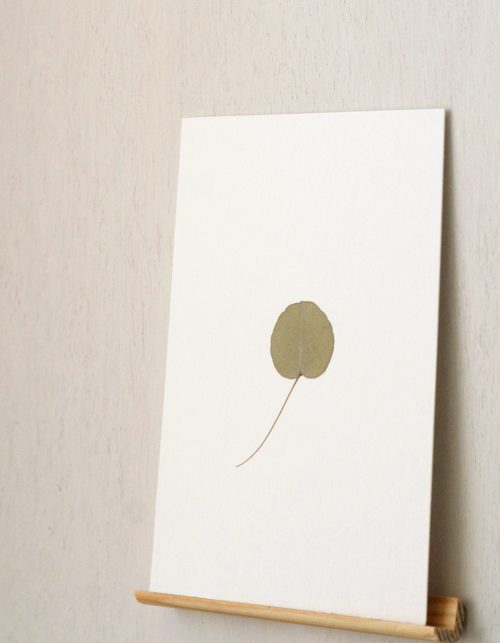 Herbier Eucalyptus (feuille) • carte A6