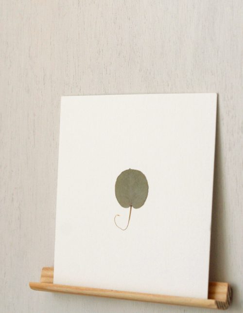 Herbier Eucalyptus (feuille) • carte 10cm x 10cm