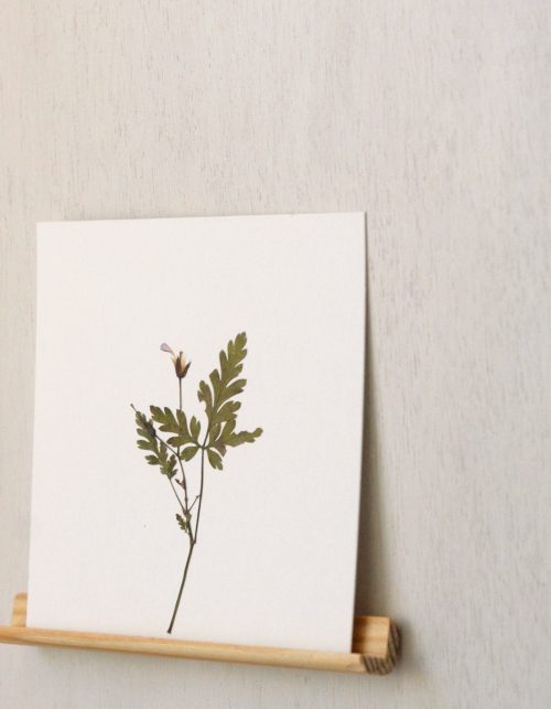Herbier Géranium sauvage • carte 10cm x 10cm