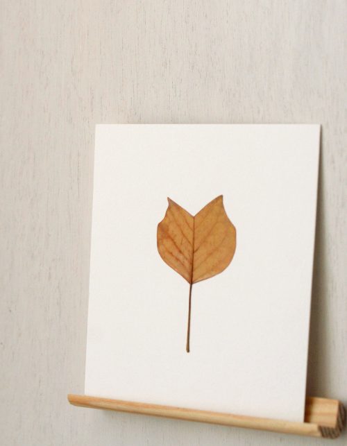 Herbier Tulipier (feuille) • carte 10cm x 10cm
