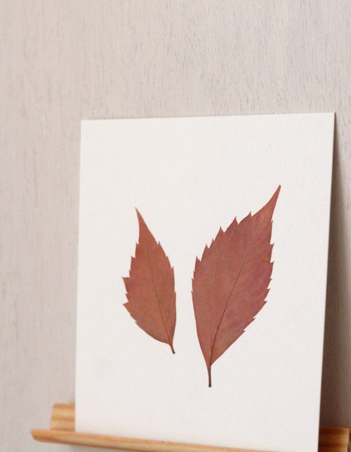 Herbier Vigne vierge (feuilles) • carte 10cm x 10cm