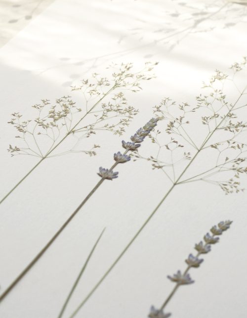 Herbier de fleurs de Lavande • 23janvier
