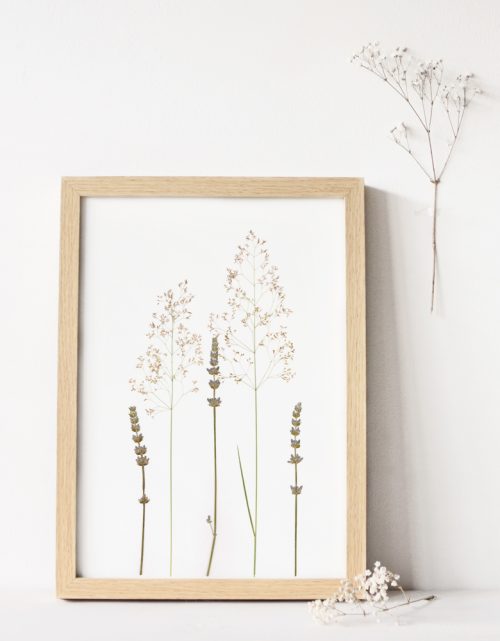 Herbier de fleurs de Lavande • 23janvier