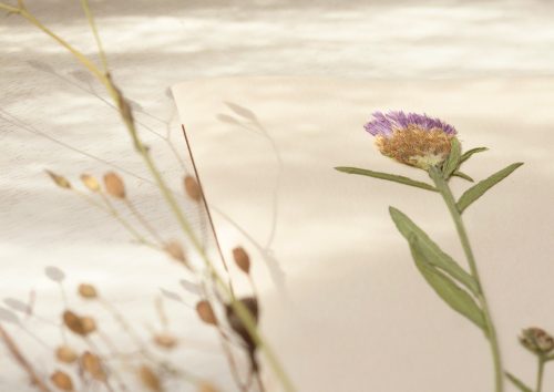 Carnet herbier Fleur • papeterie artisanale • 23janvier