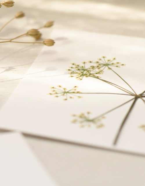 Herbier de fleur sauvage • atelier 23janvier