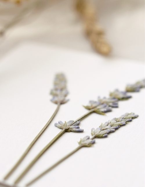 Herbier de fleurs de Lavande • 23janvier