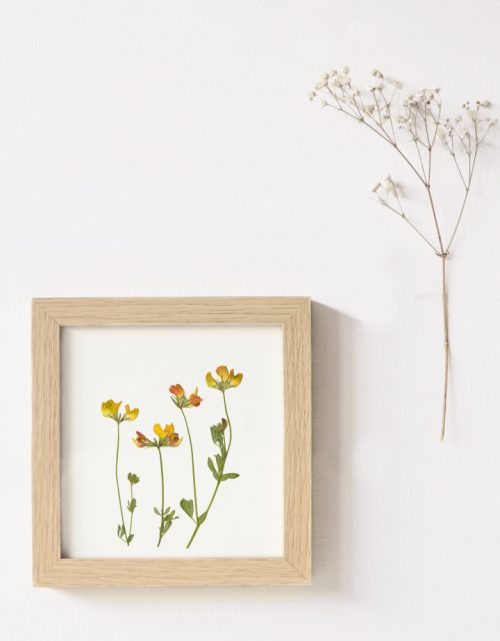 Herbier de fleurs sauvages • 23janvier