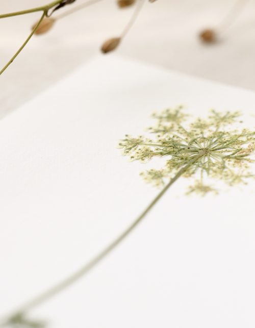 Herbier de fleur sauvage d'été • 23janvier