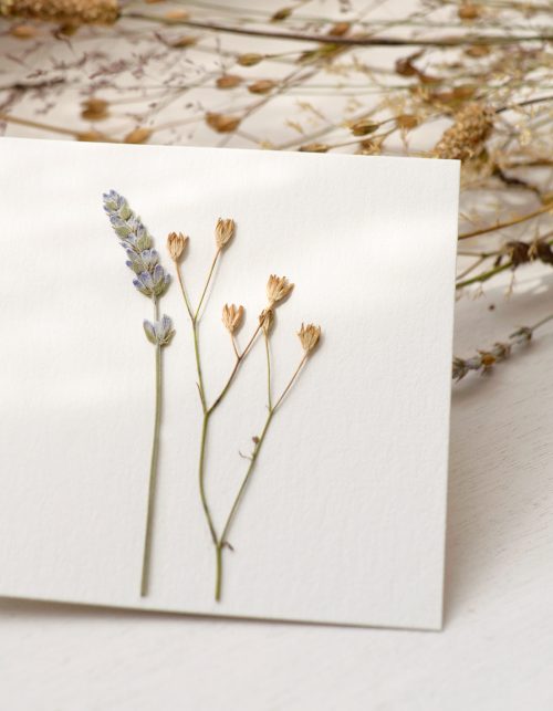 Herbier de fleurs d'été • 23janvier