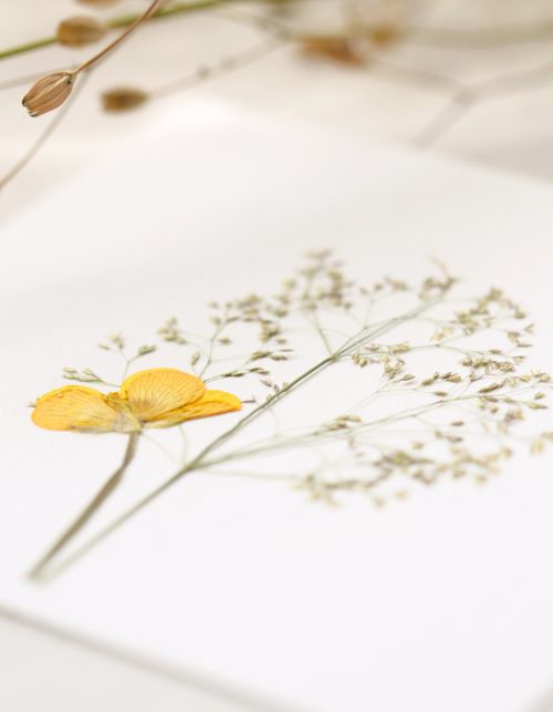Herbier de fleurs d'été • 23janvier