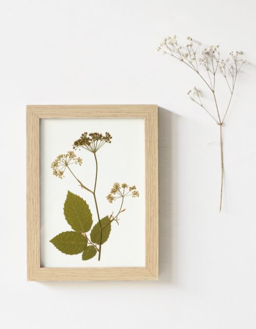 Herbier de fleurs sauvages • atelier 23janvier