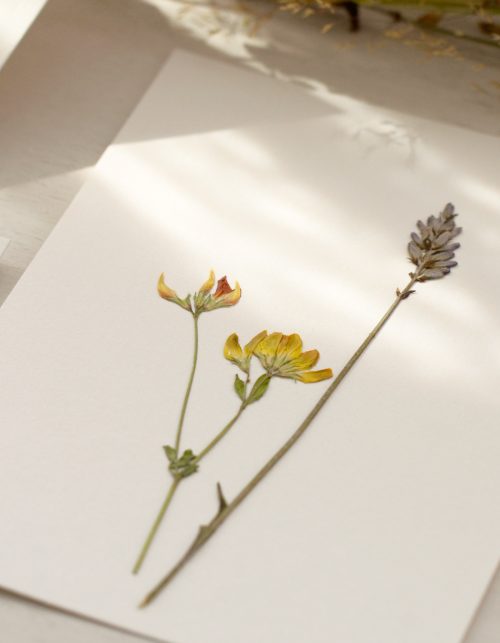 Herbier de fleurs pressées • atelier 23janvier