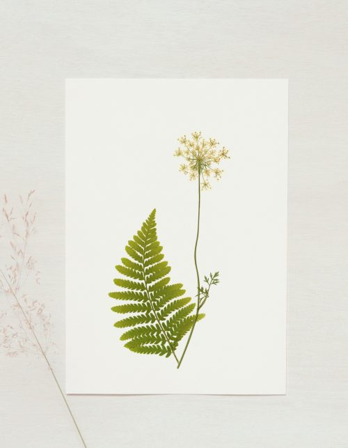 Herbier de Fleurs sauvages • 23janvier