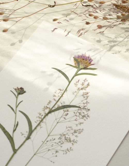Herbier de Fleurs sauvages • 23janvier