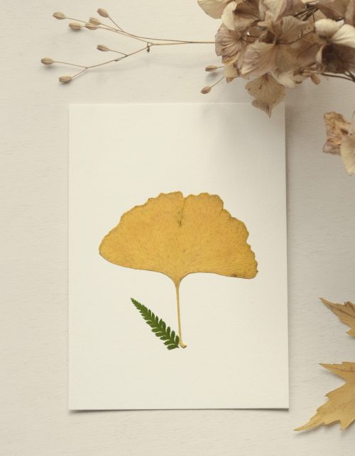 Herbier Ginkgo biloba • atelier 23janvier