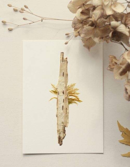 Herbier Bouleau écorce • atelier 23janvier