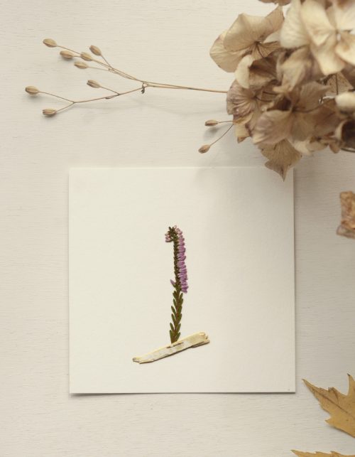 Herbier Bruyère et Bouleau • 23janvier