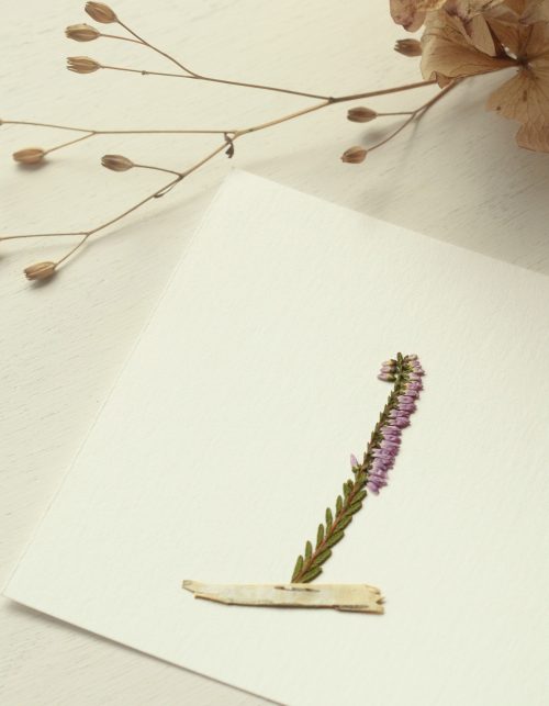 Herbier Bruyère et Bouleau • 23janvier