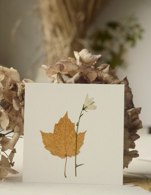 Herbier d'automne - véritables plantes • 23janvier