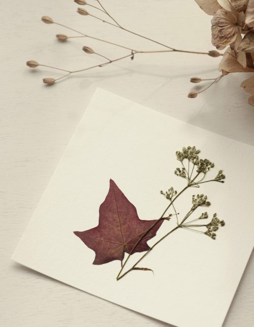 Herbier d'automne - véritables plantes • 23janvier