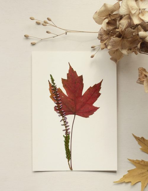 Herbier Erable rouge • atelier 23janvier