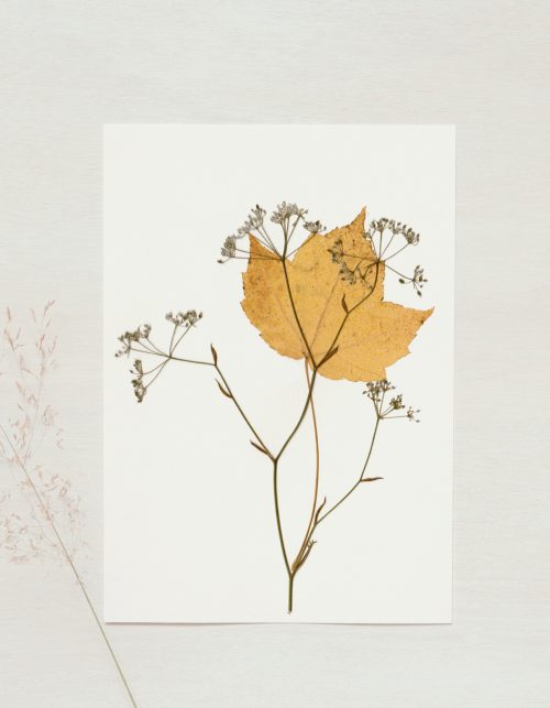 Herbier d'automne - plantes pressées • 23janvier