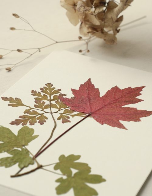 Herbier Automne • feuilles pressées • 23janvier